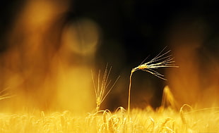 shallow photography on yellow grain during daytime